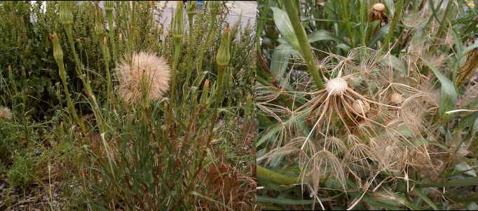 [Two photos spliced together. On the left is the plant with its many stems. At the top of one stem is a spherical seedhead. The rest of the stems are tightly closed blooms with only a bit of yellow showing at the very top. On the right is a close view of a seedhead sphere with the top half missing. There is a round center from which each spoke of the seedhead emanates. At the end of each spoke is a wispy broom-like structure/shape. ]